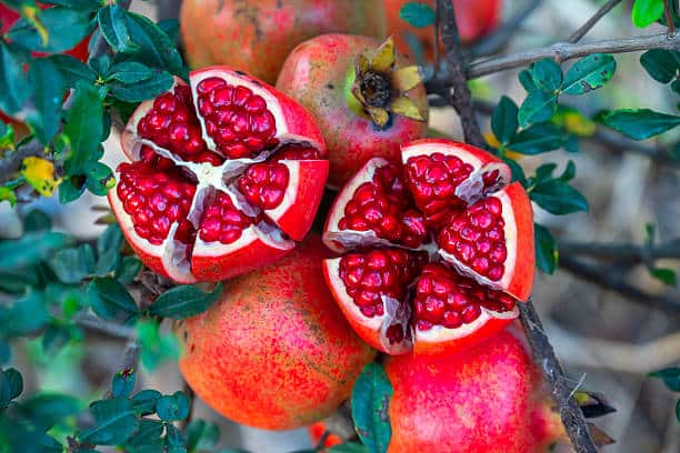 خرید انار شیرین